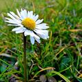 Gnseblmchen, Wildblumen, Margritli, Bellis perennis