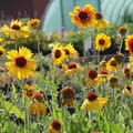 Gaillardia aristata 'Amber Wheels'