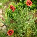Gaillardia x grandiflora 'Bremen', Gaillardia x grandiflora 'Bremen'