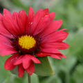 Gaillardia x grandiflora 'Burgunder'