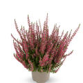 Winterharte Knospenheide Gardengirls 'Franca' (S)