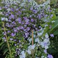 Garten-Wiesenraute 'Splendide' (S), Thalictrum delavayi 'Splendide' (S)