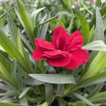 Gartennelke Rot, Dianthus caryphyllus