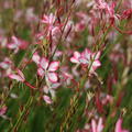 Gaura lindheimeri 'Rosy Jane'