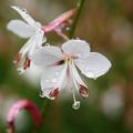 Gaura lindheimeri 'Snow Storm'