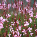 Gaura lindheimeri 'Siskyou Pink'