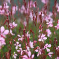 Gaura lindheimeri 'Siskyou Pink'