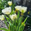 Gefranste Tulpe 'Honeymoon', Tulipa 'Honeymoon' 