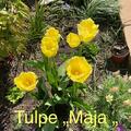 Gefranste Tulpe 'Maja', Tulipa 'Maja' 