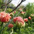 Gefllte Tulpe 'Copper Image', Tulipa 'Copper Image', Blten