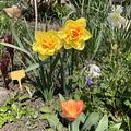 Gefllte Narzisse 'Tahiti', Narcissus 'Tahiti'