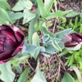 Gefllte Tulpe 'Black Hero', Tulipa 'Black Hero' 