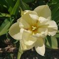 Gefllte Tulpe 'Exotic Emperor', Tulipa 'Exotic Emperor' 