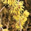 Gelb blhende Zaubernuss 'Arnold Promise', Hamamelis intermedie