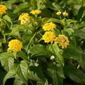 Gelbes Wandelrschen Lantana