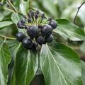 Gemeiner Efeu (12er Set), Hedera helix