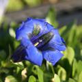 Gentiana acaulis