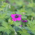 Geranium Anne Thompson, Storchschnabel, Lubera