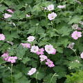 Geranium x cultorum 'Dreamland' (S)