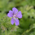 Geranium Ernst Pagels