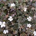 Geranium Hybr. 'Sanne'