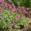 Geranium x cantabrigiense 'Karmina'