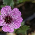 Geranium cinereum 'Ballerina'