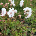 Geranium dalmaticum 'Album'