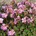 Geranium dalmaticum 'Bressingham Pink'