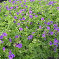 Geranium x oxonianum 'Rose Clair'