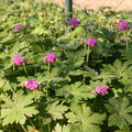 Geranium macrorrhizum 'Czakor'