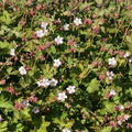 Geranium Spessart Blüte