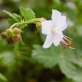 Geranium macrorrhizum 'Spessart', Geranium macrorrhizum 'Spessart'