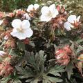 Geranium pratense 'Black'n White' (S)