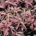 Geranium pratense 'Midnight Reiter'