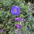 Geranium pratense, Geranium pratense