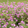 Geranium psilostemon 'Patricia'