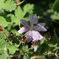 Geranium renardii 'Phillipe Vapelle'