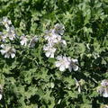 Geranium renardii