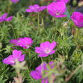 Geranium sanguineum 'Cedric Morris'