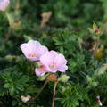 Geranium sanguineum 'Prostratum'