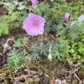 Geranium sanguineum varietas 'Striatum', Geranium sanguineum varietas striatum