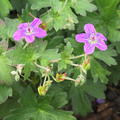 Geranium wlassovianum