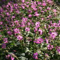 Geranium Berggarten