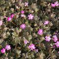 Geranium x cultorum 'Orkney Cherry' (S)