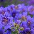 Geranium x magnificum 'Anemoniflorum'