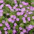 Geranium x riversleaianum 'Mavis Simpson'