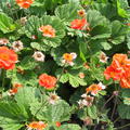 Geum coccineum 'Werner Arends'