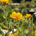 Geum montanum 'Diana'