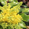 Mahonia strahlend gelbe Blumen
